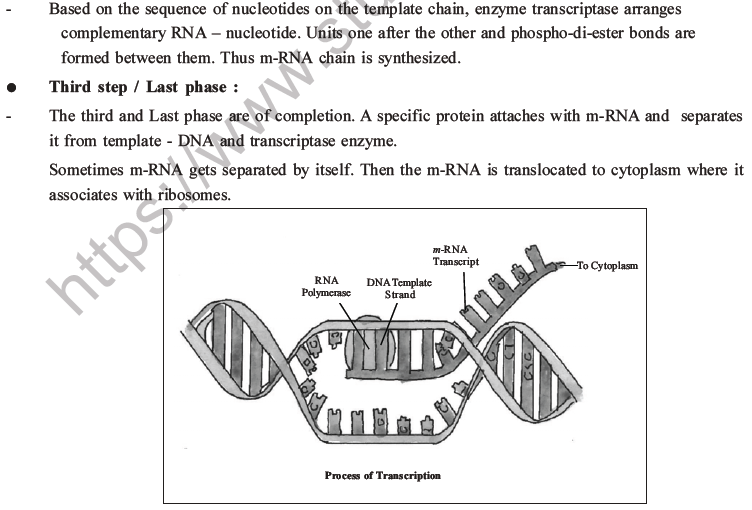 NEET Biology Molecular Basis of Inheritance MCQs Set A-11