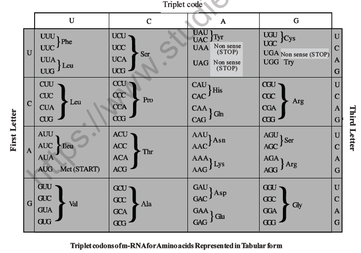 NEET Biology Molecular Basis of Inheritance MCQs Set A-15