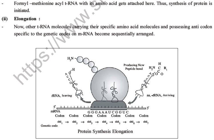 NEET Biology Molecular Basis of Inheritance MCQs Set A-23