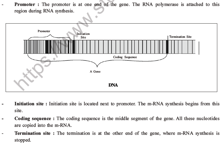 NEET Biology Molecular Basis of Inheritance MCQs Set A-27