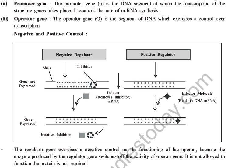 NEET Biology Molecular Basis of Inheritance MCQs Set A-32