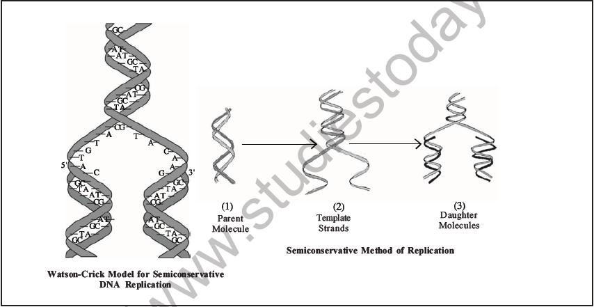 NEET Biology Molecular Basis of Inheritance MCQs Set A-6