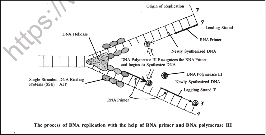 NEET Biology Molecular Basis of Inheritance MCQs Set A-7