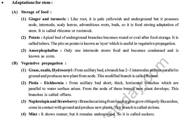 NEET Biology Morphology of Plants MCQs Set A-13