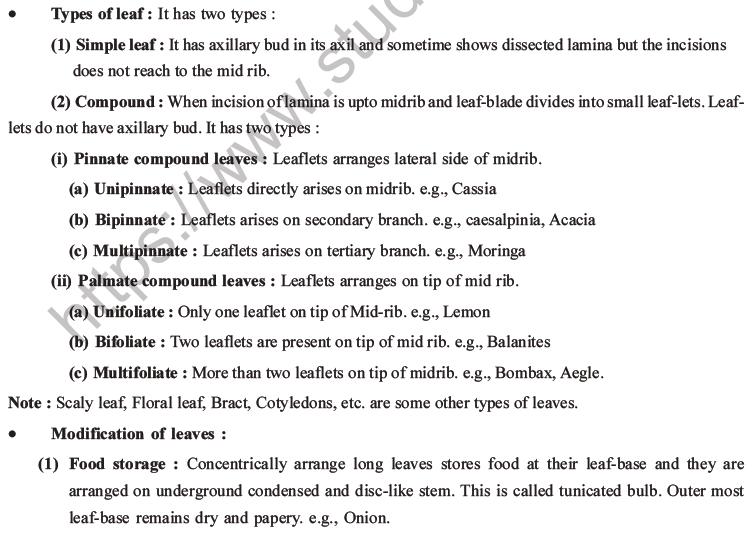 NEET Biology Morphology of Plants MCQs Set A-20