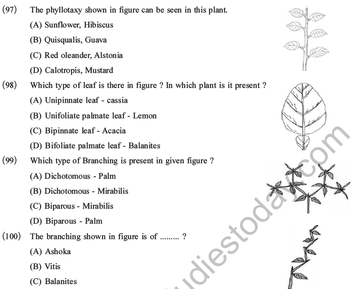 NEET Biology Morphology of Plants MCQs Set A-29