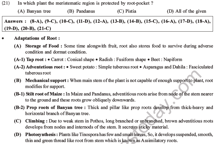 NEET Biology Morphology of Plants MCQs Set A-5
