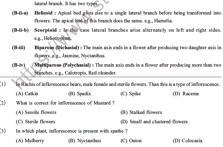 NEET Biology Morphology of Plants MCQs Set B-