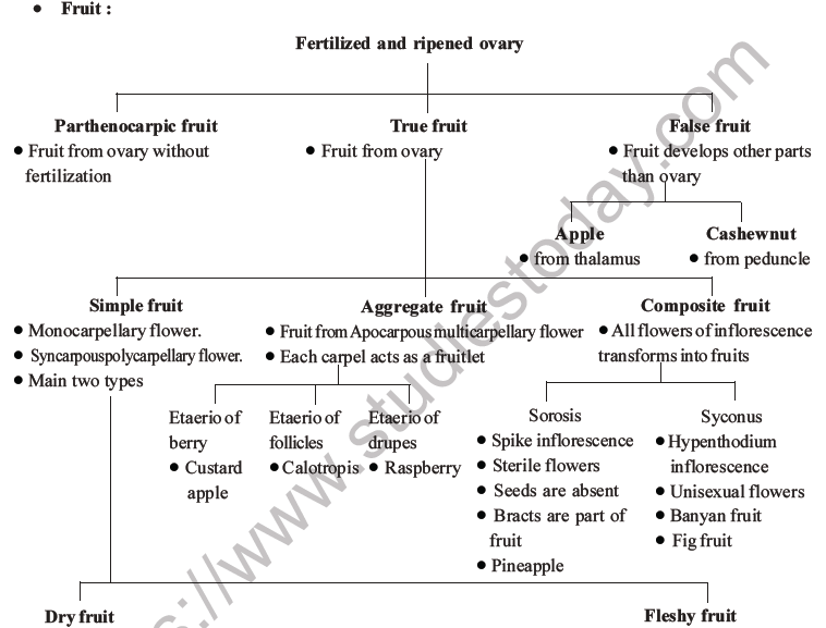 NEET Biology Morphology of Plants MCQs Set B-12