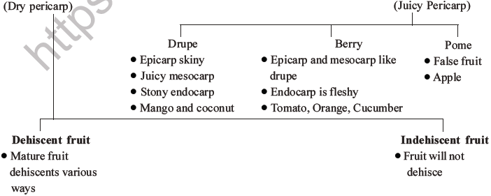 NEET Biology Morphology of Plants MCQs Set B-13