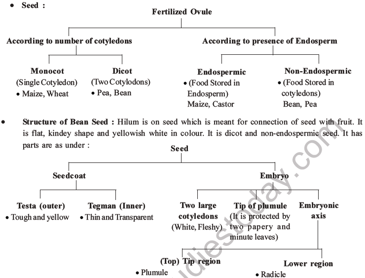 NEET Biology Morphology of Plants MCQs Set B-18