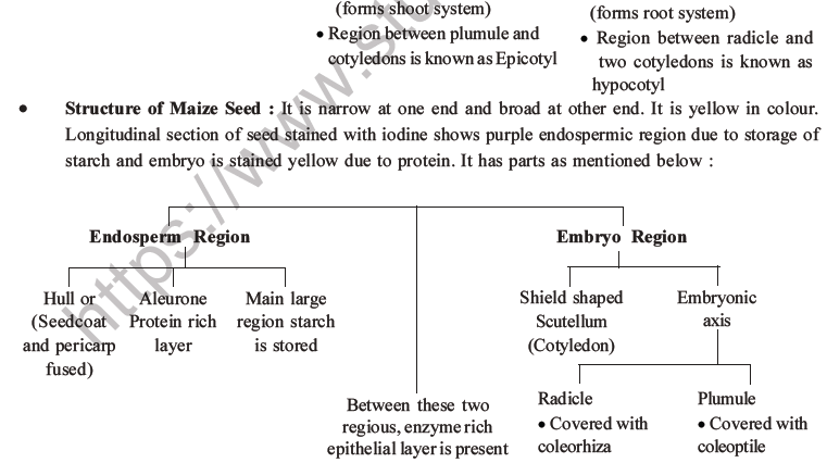 NEET Biology Morphology of Plants MCQs Set B-19