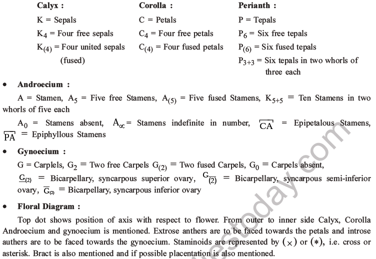 NEET Biology Morphology of Plants MCQs Set B-22