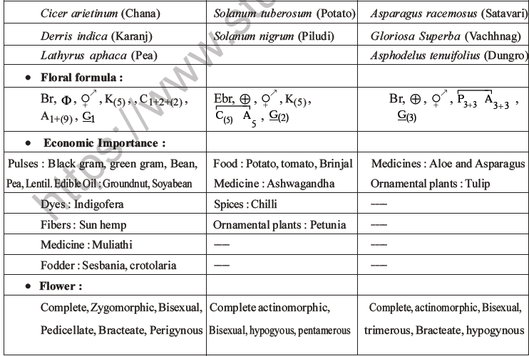 NEET Biology Morphology of Plants MCQs Set B-25