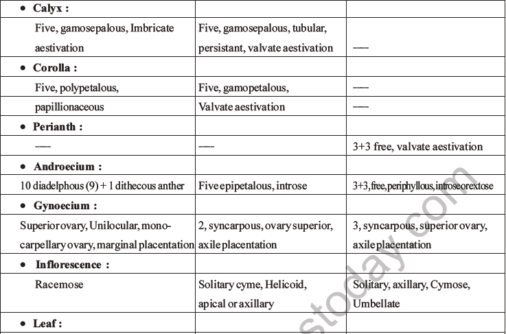 NEET Biology Morphology of Plants MCQs Set B-26