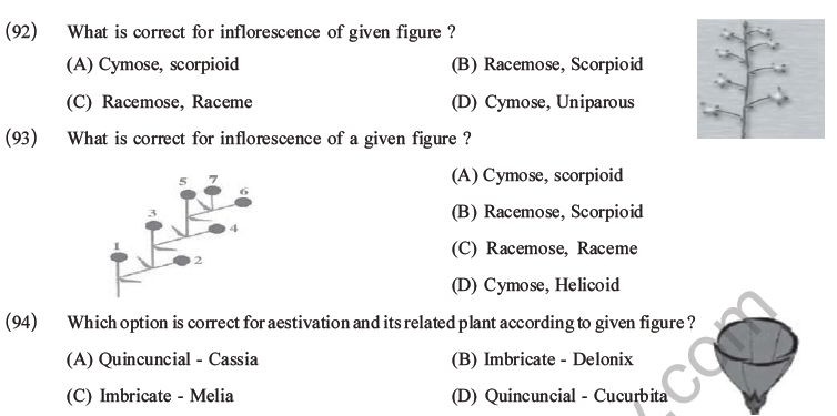 NEET Biology Morphology of Plants MCQs Set B-31