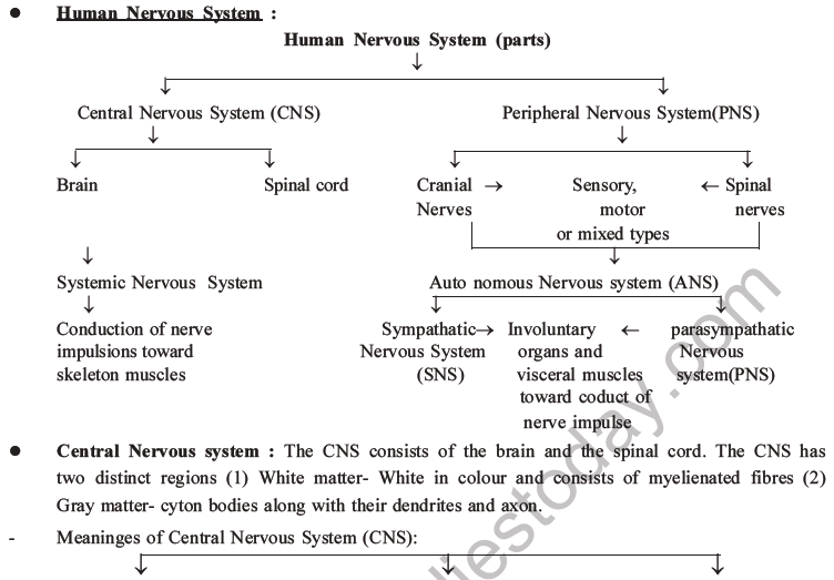 NEET Biology Morphology of Plants MCQs Set B-54