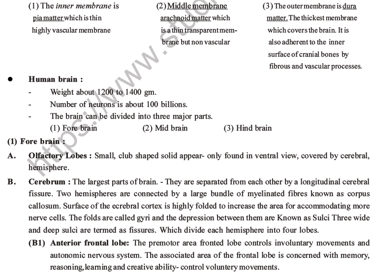 NEET Biology Morphology of Plants MCQs Set B-55