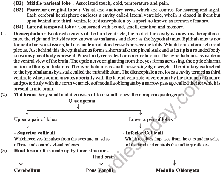 NEET Biology Morphology of Plants MCQs Set B-56