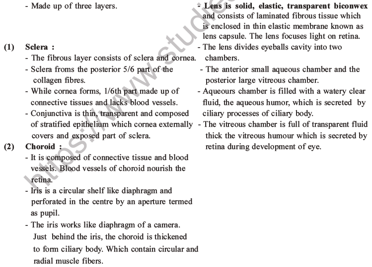 NEET Biology Morphology of Plants MCQs Set B-63