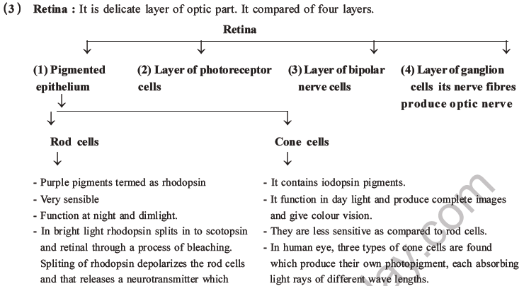 NEET Biology Morphology of Plants MCQs Set B-64