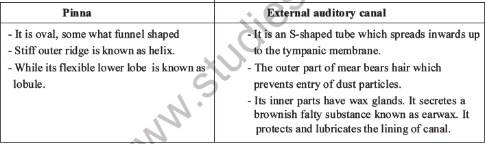 NEET Biology Morphology of Plants MCQs Set B-68