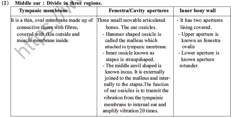 NEET Biology Morphology of Plants MCQs Set B-69