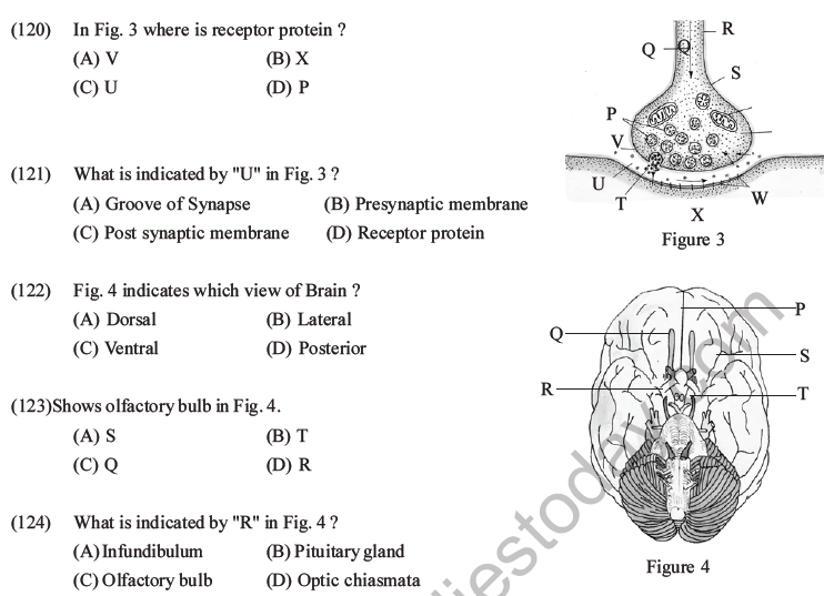 NEET Biology Morphology of Plants MCQs Set B-82