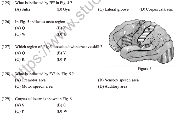 NEET Biology Morphology of Plants MCQs Set B-83