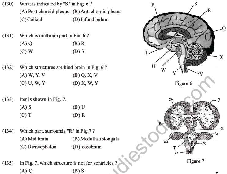 NEET Biology Morphology of Plants MCQs Set B-84