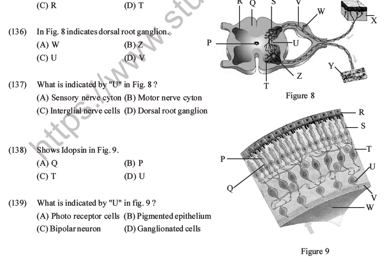 NEET Biology Morphology of Plants MCQs Set B-85