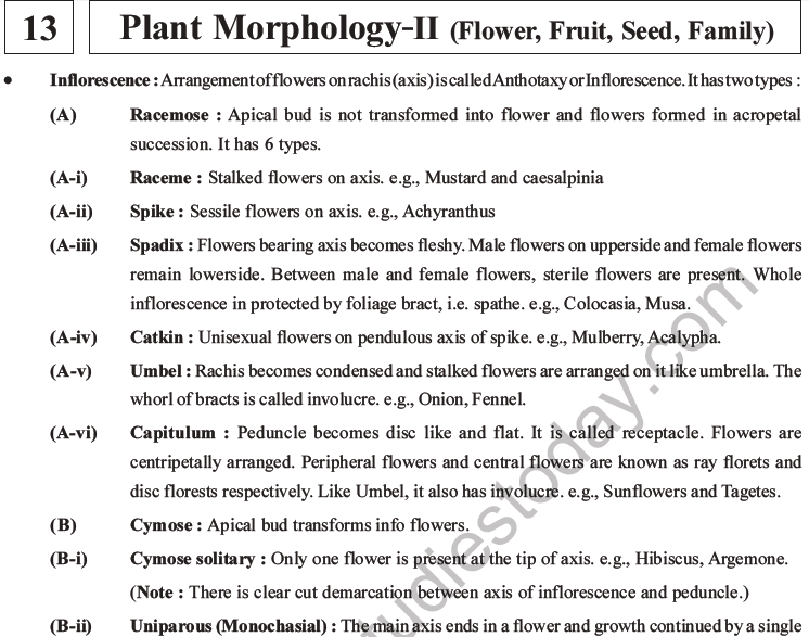 NEET Biology Morphology of Plants MCQs Set B