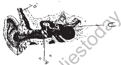 NEET Biology Neural Control and Coordination MCQs Set B-Q103