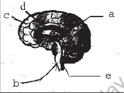 NEET Biology Neural Control and Coordination MCQs Set B-Q71