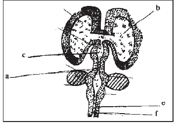 NEET Biology Neural Control and Coordination MCQs Set B-Q76