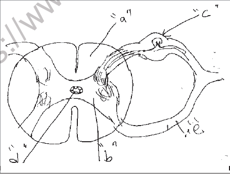 NEET Biology Neural Control and Coordination MCQs Set B-Q82