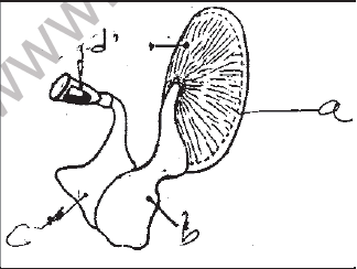 NEET Biology Neural Control and Coordination MCQs Set B-Q90