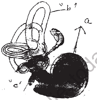 NEET Biology Neural Control and Coordination MCQs Set B-Q95