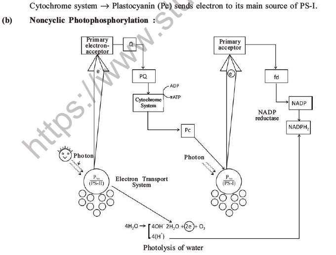 NEET Biology Photosynthesis MCQs Set A-10