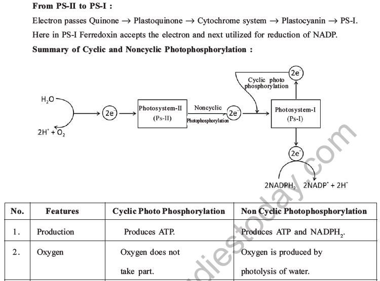 NEET Biology Photosynthesis MCQs Set A-11