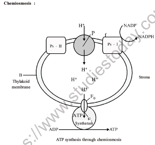 NEET Biology Photosynthesis MCQs Set A-18