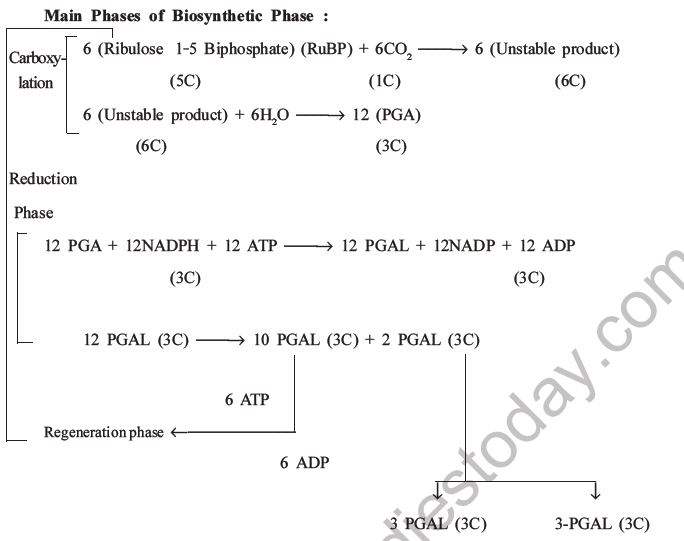 NEET Biology Photosynthesis MCQs Set A-22