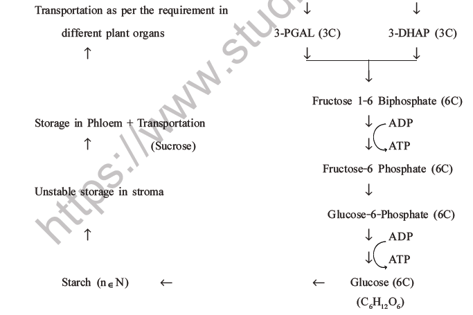 NEET Biology Photosynthesis MCQs Set A-23