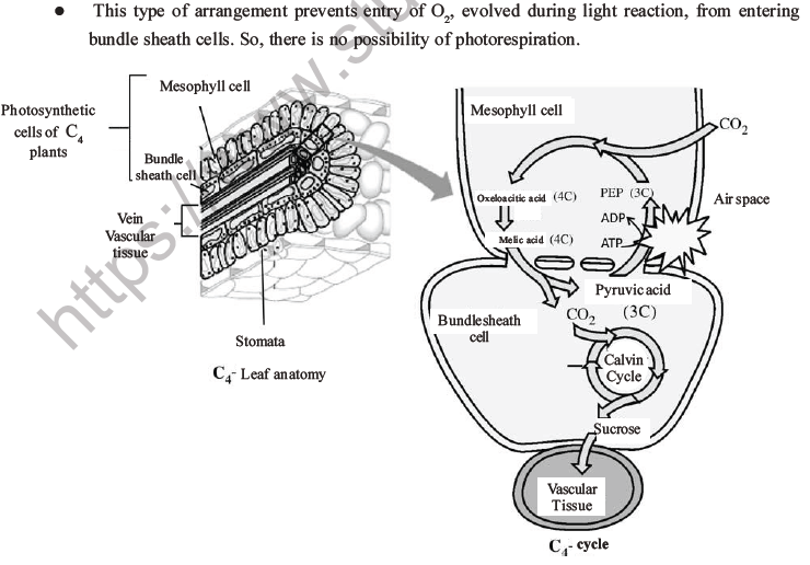 NEET Biology Photosynthesis MCQs Set A-27