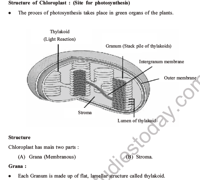 NEET Biology Photosynthesis MCQs Set A-3