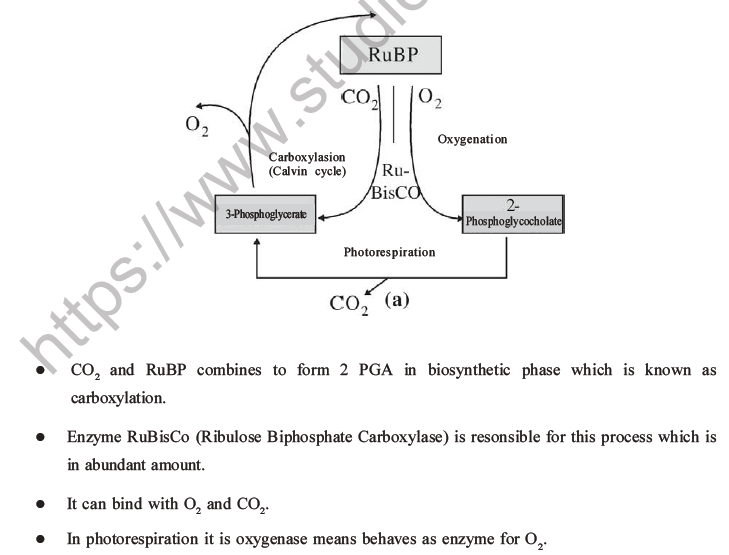 NEET Biology Photosynthesis MCQs Set A-31