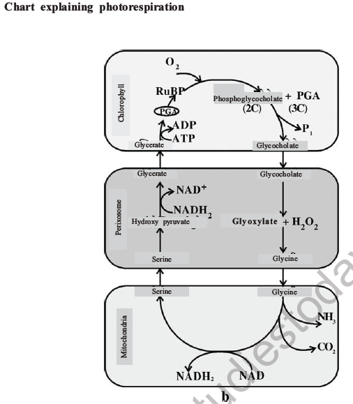 NEET Biology Photosynthesis MCQs Set A-32