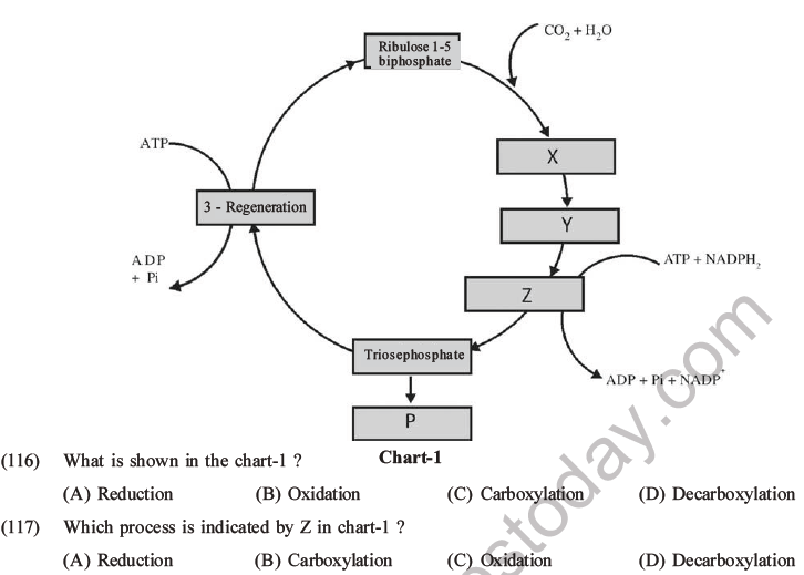 NEET Biology Photosynthesis MCQs Set A-47