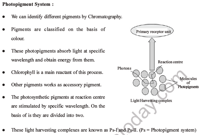NEET Biology Photosynthesis MCQs Set A-5