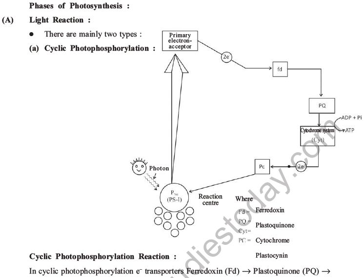 NEET Biology Photosynthesis MCQs Set A-9